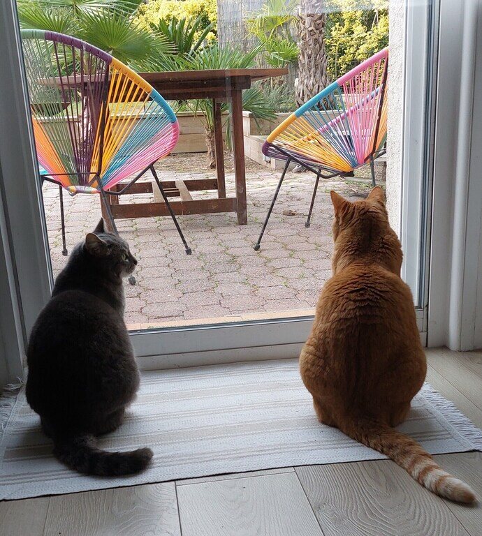 Les deux chats de la maison assis devant la baie vitrée