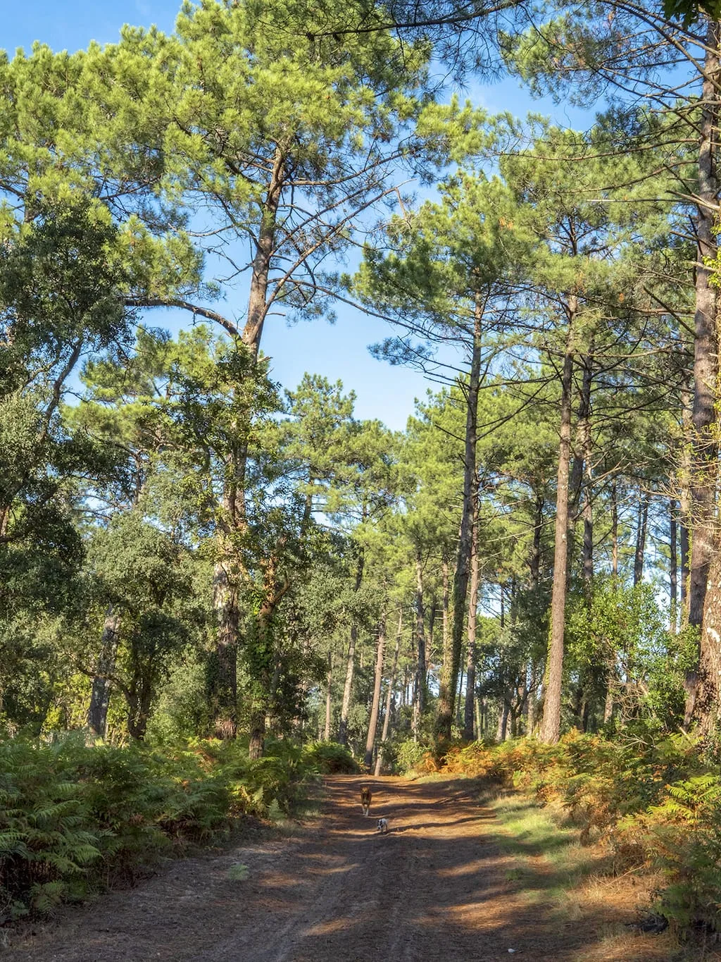Chemin de promenade dans la forêt landaise